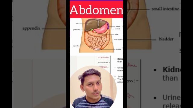 Abdomen #biology #lifeprocesses #cbseboard #class10