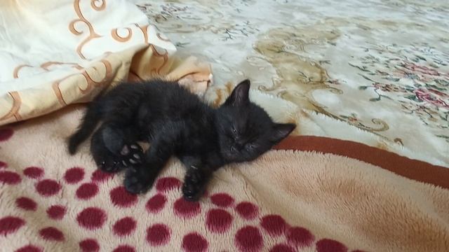 черный кот