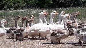 Холмогорские гуси