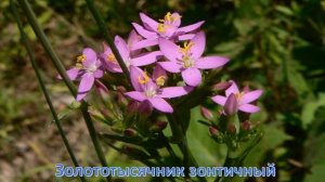 видеоролик лекарственные растения