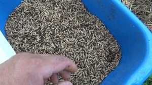 Хранение черной львинки.