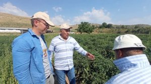 Памидор етиштириш буйича "ЙИЛ ДЕХКОНИ" Сукоклик Раим ака даласидамиз.