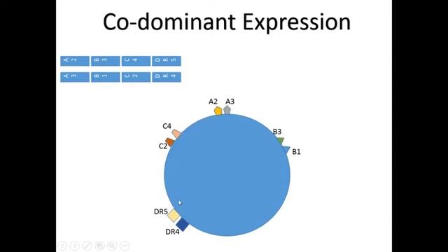 Major Histocompatibility Complex and Transplant rejection смотреть онлайн