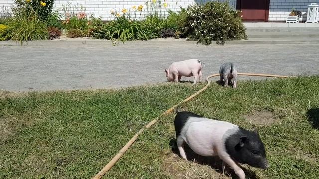 Подростки готовят холодник: идеальное блюдо для жаркого лета! Как мы выпускаем поросят на прогулку. смотреть онлайн