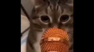 кот поёт наша раша, Америка параша