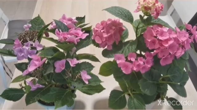 #gemma Так сильно меняет условия жизни щелочная вода компании GEMMA KOREA | Гай Махмутов 05 10 202 смотреть онлайн