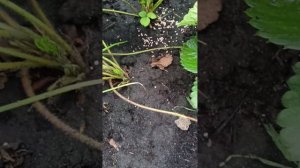 Выращиваю усы клубники в стаканчиках и обысным способом.