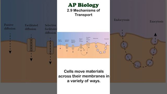 AP Bio - 2.9 Transport Mechanisms #apbiology #cellbiology