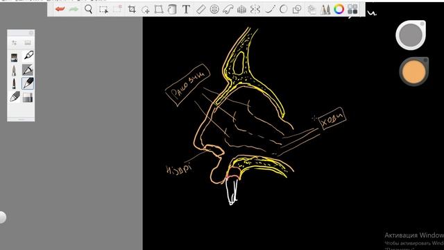 Верхні дихальні шляхи Носова порожнина смотреть онлайн