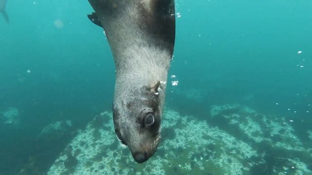Epic fur seal смотреть онлайн