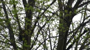 MINOLTA AF 70-210 mm lens in a Sony A7RII (Sony LA-EA4 A to E FF Mount adapter) video test