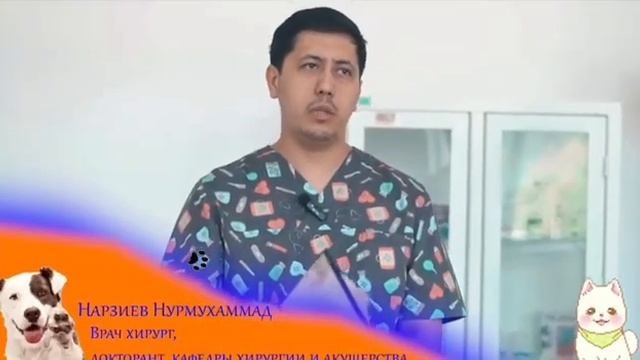 о важности стерилизации домашних животных