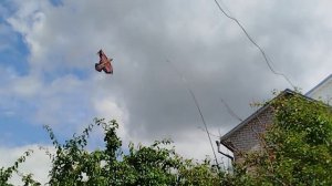Как защитить урожай вишни/черешни от птиц.