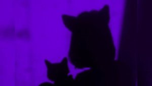 SadSvit & СТРУКТУРА ЩАСТЯ - Силуети [Speed Up]