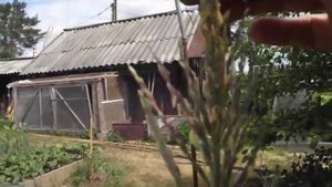 О кукурузе