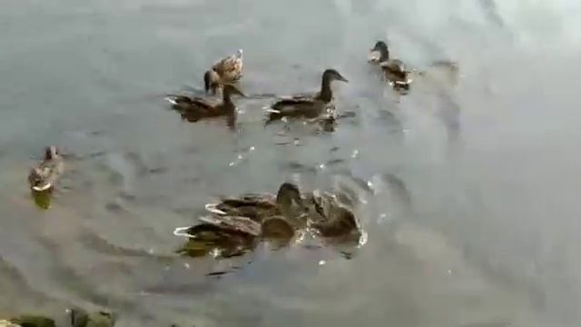 Дикие утки в ритме джаза. Юный натуралист Бян-Кин-До.