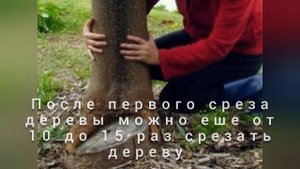 Павлония в фотках / Павлония суратларда... Панчакент Янакишлок