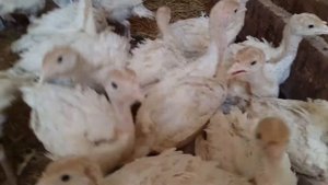 Индюшата БЮТ-8, 30ти дневные