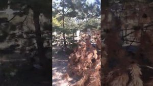 Рубежное. Кудряшовское кладбище(2)