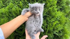 Серый котёнок в добрые руки