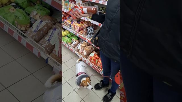 "Матрёшка" на Гаевого!