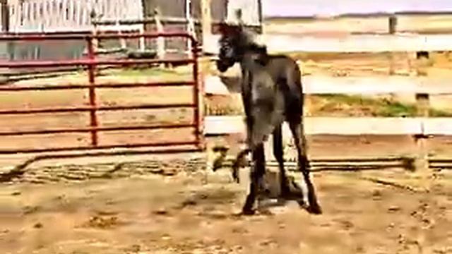 Do Ya Have the Blues 2011 grey stud colt