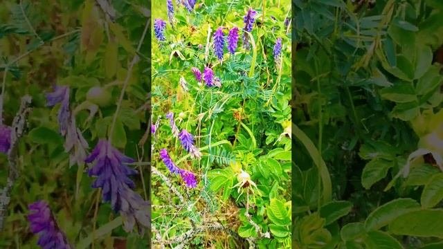 Мышиный горошек=воробьиный цветок=вика