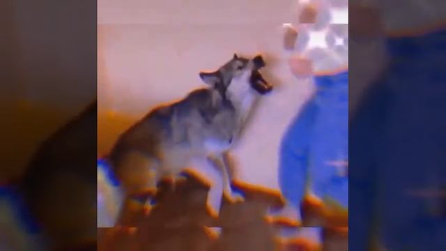 Волкодав 🐺 смотреть онлайн