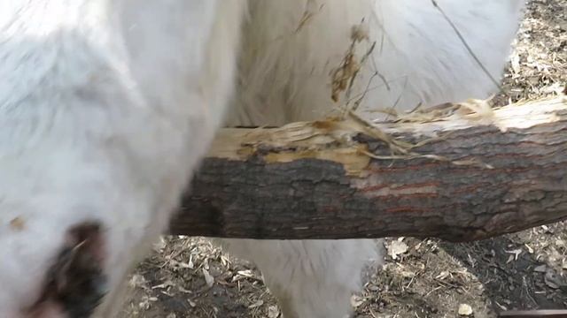 Ламочка не решилась подойти ко мне 29.04.2021