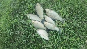 Караси - лапти на запрещённую снасть. И снова поплавок! Рыбалка.   18.05.2024 г.