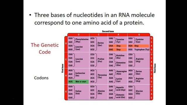 Lecture 9 DNA Structure