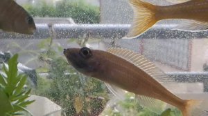 Paracyprichromis nigripinnis " Blue Neon " trächtig