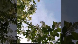 Цвет Черёмухи