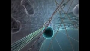 Внутренняя жизнь клетки