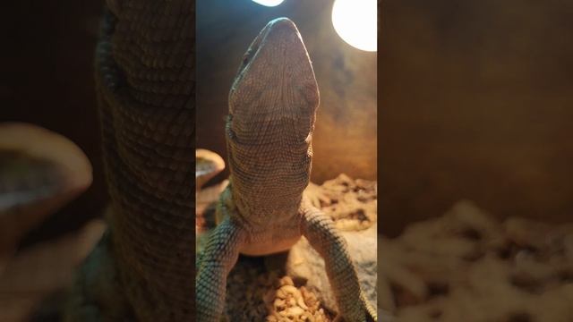 На какого динозавра похож?🌿#животныедома #lizard #reptiles #варан #pets #animals #cute