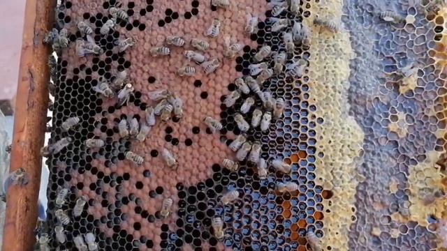 Племенные матки Карника смотреть онлайн