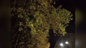 Осень в ночи