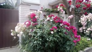 У меня самый красивый на всей улице ВХОД НА УЧАСТОК!🌸👍🌸