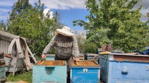 Установка ловушек и поимка первых роёв пчёл. 15.05.2022