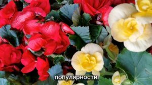 БЫСТРОРАСТУЩИЕ КОМНАТНЫЕ РАСТЕНИЯ ТОП-10