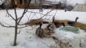 Гуси Камагоры