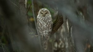 Фотоохота с Альбертом. Хороший день в лесу.