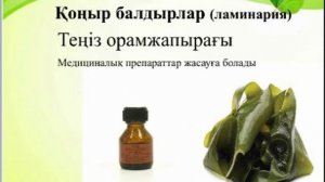 Төменгі сатыдағы өсімдіктер 4 сынып Жаратылыстану