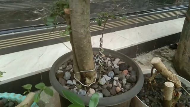 Bahan bonsai lantana kuning смотреть онлайн