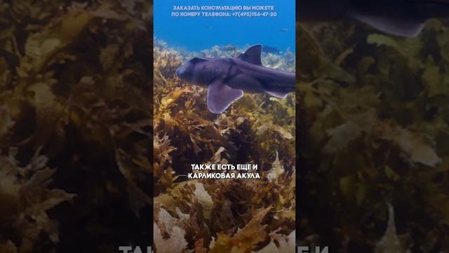 Акулы в пруду – это возможно? смотреть онлайн