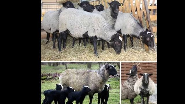 O'ZBEKISTONDAGI QO'YLAR TURLARI ROMANOV, EDILBAY, XISORI, DORPER, MERINOS ZOTLAR FARQLARI
