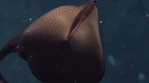 "Большерот"