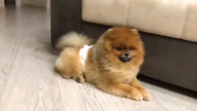 Мой любимый шпицуля