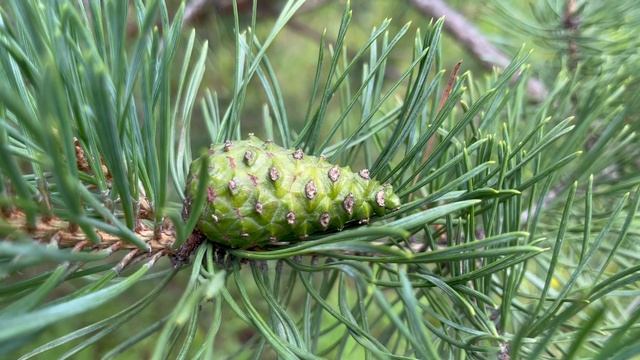 Зелёные хвойные шишки для попугаев ара, жако, какаду, амазонов, александрийских. И волнистых тоже. смотреть онлайн