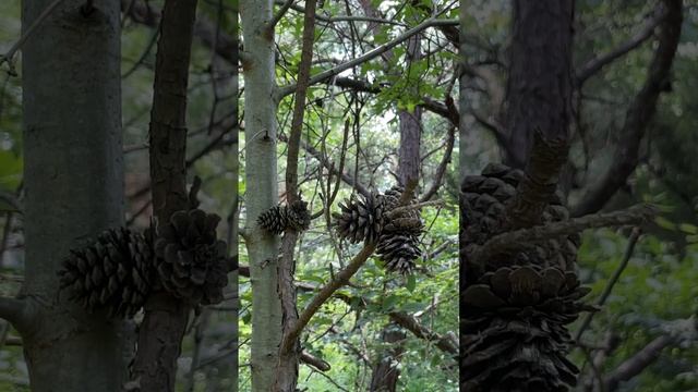 The Role of Pinecones: Seed Dispersal, Protection, and Ecological Importance смотреть онлайн